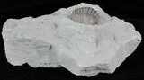 Removable Wide, Enrolled Flexicalymene Trilobite - Ohio #61028-3